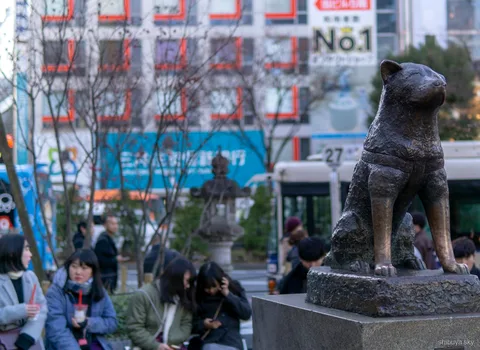 Shibuya Sky nattutsikt med Tokyo Tower som glöder i fjärran